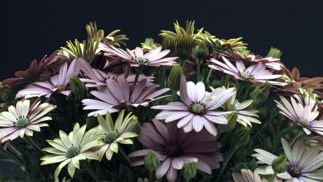 Osteospermum flowers, South African daisy or Cape daisy flower blooming, time lapse. Flowers opening, isolated on black, timelapse of beautiful pink cape marguerite, Dimorphotheca flowers blooming.