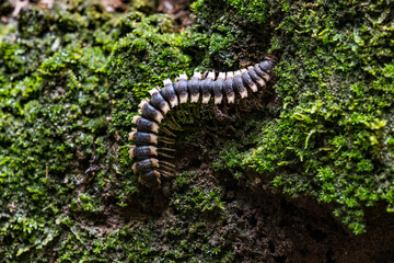 Tropischer Tausendfüssler Costa Rica Regenwald