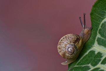 Helix - Escargot de Bourgogne - mollusque, 
