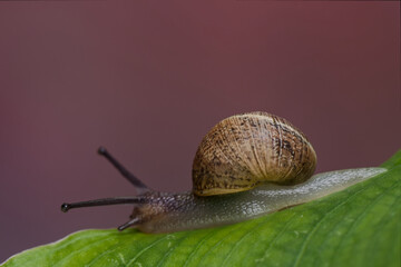 Helix - Escargot de Bourgogne - mollusque, 