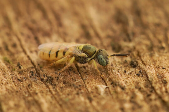 Closeup on a colorful rarely photographed small clear steppe solitary bee , Nomioides facilis, sitting on wood