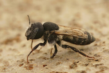 Closeup on an aged hairless female Bisulcate Small-Mason bee, Hoplitis bisulca, sitting on a piece of wood