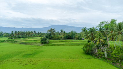 Fototapeta na wymiar High angle view of rice field.