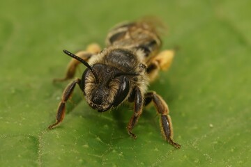 Frontal closeup on a female Yellow leggeed mining bee, Andrena flavipes sitting on a green leaf