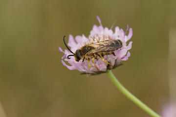 Closeup on a male Giant furrow bee, Halictus scabiosa on a pink scabious flower