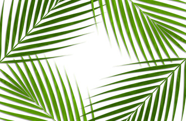 フォルムが美しい「緑」の椰子の葉、トロピカルな背景やパターンに
