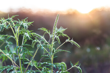 Blooming Ambrosia artemisiifolia is a dangerous allergenic plant in meadow among summer grasses. Weeds and weed bushes whose pollen causes allergies. Cultivation of dangerous allergens in the city