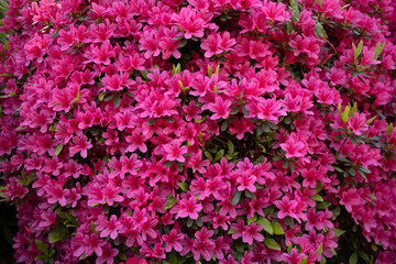 pink flower background