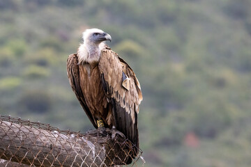 Portrait of Griffon Vulture Gyps fulvus, green background, biblical gyps, Old World vultures are vultures that are found in the Old World, i.e. the continents of Europe, Asia and Africa,
