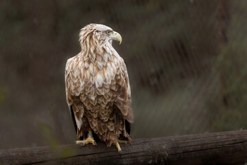 Adult White-tailed eagle i. Portrait  green background. Scientific name: Haliaeetus albicilla, also known as the ern, erne, gray eagle, Eurasian sea eagle and white-tailed sea-eagle.