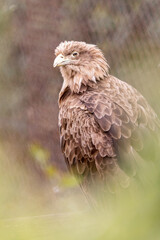 Adult White-tailed eagle i. Portrait  green background. Scientific name: Haliaeetus albicilla, also known as the ern, erne, gray eagle, Eurasian sea eagle and white-tailed sea-eagle.