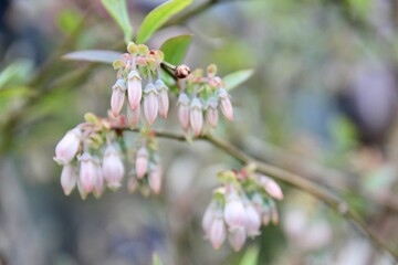 ブルーベリーの花の蕾