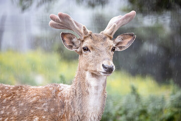 Persian fallow deer in the rain (Dama dama mesopotamica).  © luciano