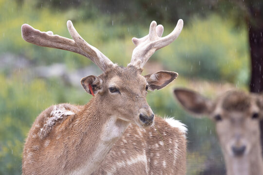 Persian fallow deer in the rain (Dama dama mesopotamica).