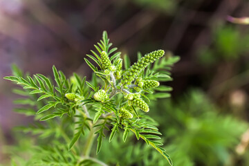 Blooming Ambrosia artemisiifolia is a dangerous allergenic plant in the meadow among summer...