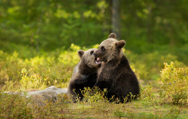 European brown bear cubs playing in the forest