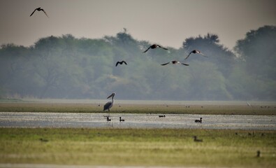 flock of birds flying