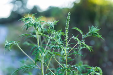 Blooming Ambrosia artemisiifolia is a dangerous allergenic plants. weed bushes pollen causes allergies. seasonal flowering of ragweed, dangerous flower hay fever. Flowering plant on field among grass