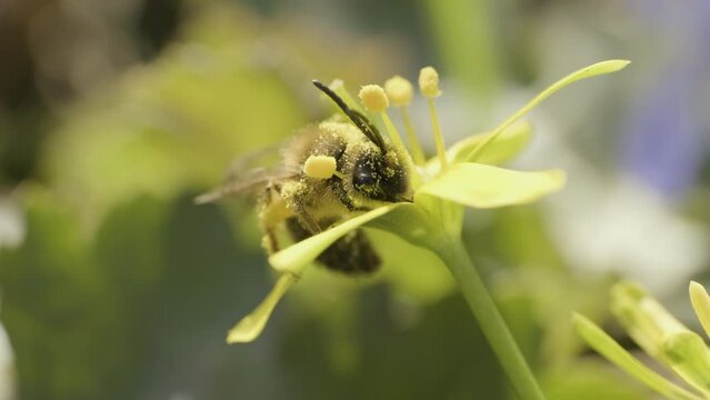 A bee covered with pollen works in a yellow flower. Close-up macro shot.