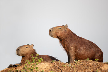 Close up of two Capybaras on a river bank