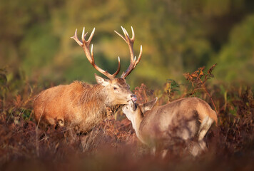 Naklejka na ściany i meble Red deer stag with a hind during rutting season in autumn