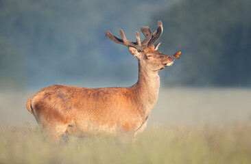 Red deer stag with a butterfly on a nose in summer