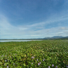 Fototapeta na wymiar lake full of hyacinth flower