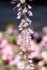 藤の花