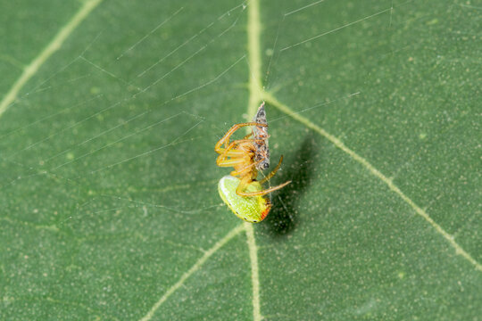 Spider, Araniella cucurbitina eating a prey.