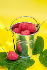 Fresh ripe raspberries in a metal small bucket on a yellow background.