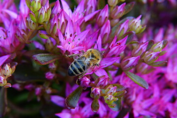 Leaves and flowers of succulents sedum.