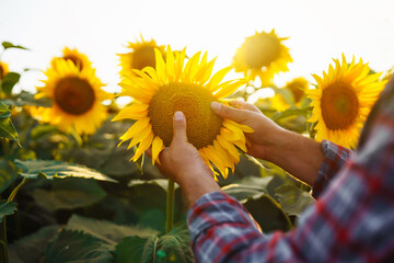 Owner of a sunflower farm inspects the harvest. The farmer's hand touches a blooming sunflower. The...