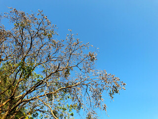The Pterocarpus indicus Willd tree in March is growing with its shoots growing in March with a blue sky in the background