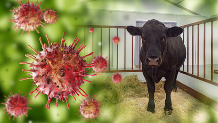 Bacteria near cow. Fever for livestock. Farming epidemic. Fever bacteria. Spread of viruses among cows and bulls. Problems in breeding farm livestock. Viral fever. Infection of cows