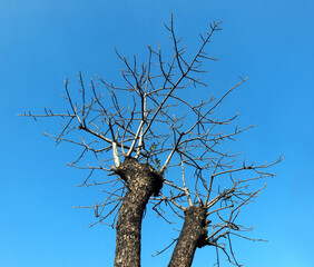 Wait for the kapok tree to germinate in spring March. (Common Ceiba, Cotton Tree, Silk Cotton Tree, Malabar Ceiba) Ceibaceae on a blue sky background