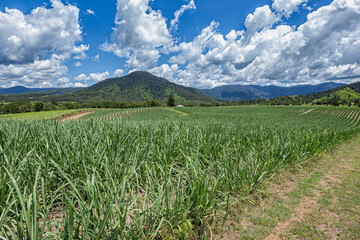 field of sugarcane