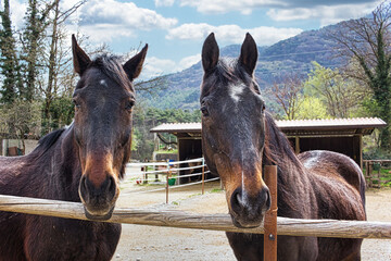 In the peaceful setting of a simple equestrian center in the Italian mountains, two chestnut horses graze in their field.