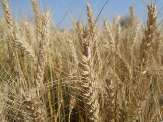 field of wheat crop, golden wheat ripped wheat 
