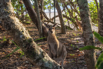 kangaroo in the trees