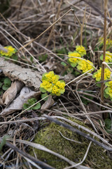 Beautiful yellow spring flowers in the forest