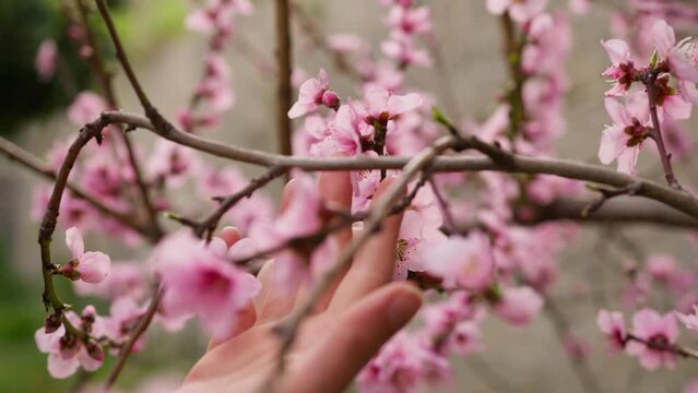 Hand Of Girl Pink Peach tree flower blossom in the countryside during Spring