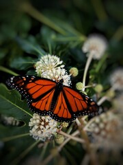 butterfly on a flower