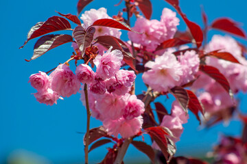 A branch of pink almond flowers on a blue sky background. Decorative sakura or amygdalus tree in...