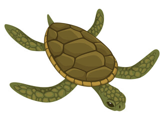Sea turtle life cycle stage. Wild underwater animal. Cartoon cute ocean tortoise. Development adult animal on white background