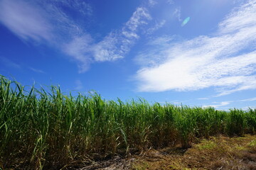 Fototapeta na wymiar Sugarcane field under blue sky