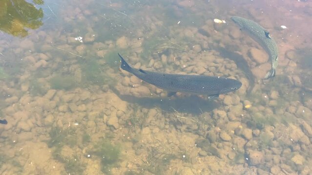 Large Atlantic salmon swimming in a river