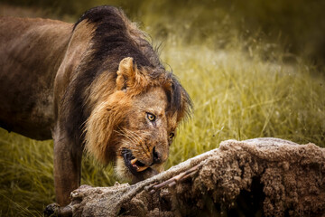 African lion portrait eating a prey under rain in Kruger National park, South Africa ; Specie...