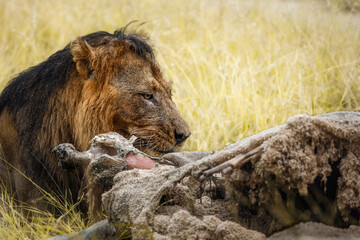 African lion portrait eating a prey under rain in Kruger National park, South Africa ; Specie Panthera leo family of Felidae