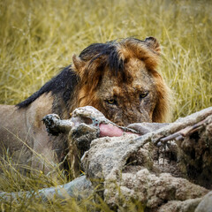 African lion portrait eating a prey under rain in Kruger National park, South Africa ; Specie...