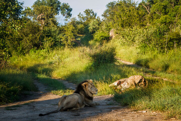 African lion male in morning light watching his kill in Kruger National park, South Africa ; Specie...